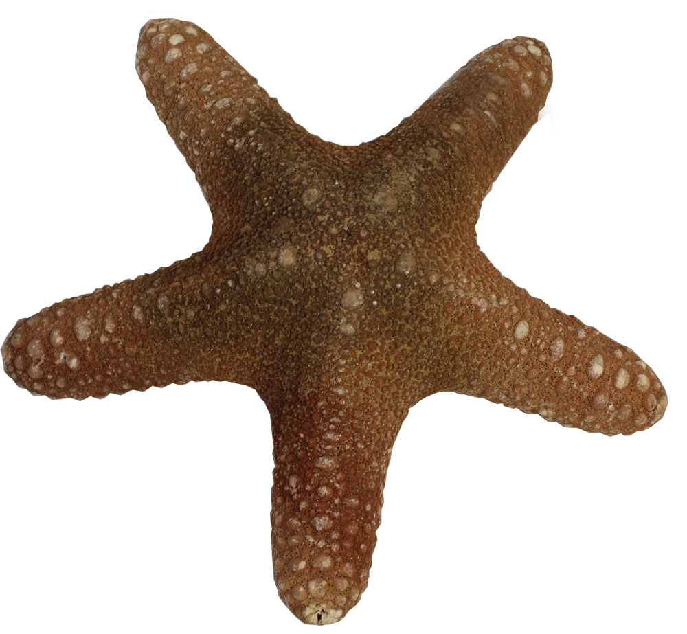 Морская звезда. Сделать ракушки морские звезды из теста. Комозья морская звезда купить.