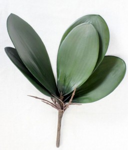 Лист орхидеи ZB360