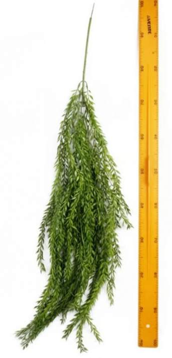 Зелень ампельная Y240