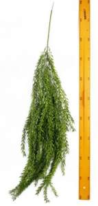 Зелень ампельная Y240