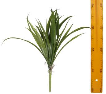 Куст осоки с корнем HZQY10