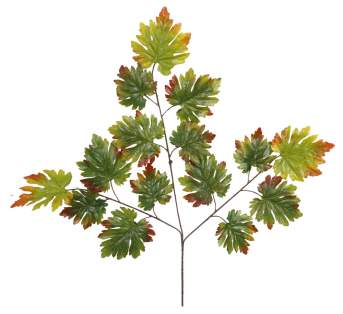 Ветка клена 158.41