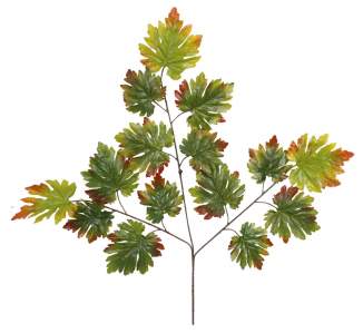 Ветка клена 158.41