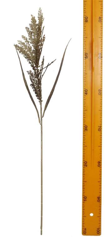 Пампасная трава HS4049P