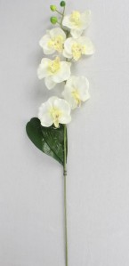 Орхидея ZMC2009