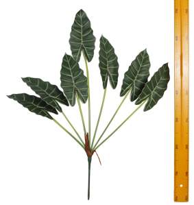 Куст зелени филодендрон