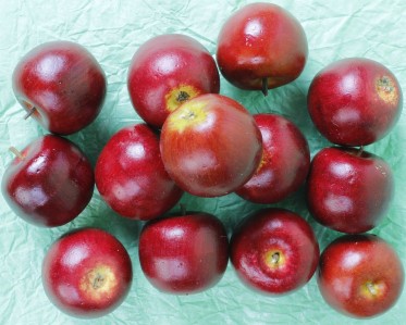 Яблоко LTO1550-10