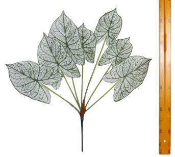 Куст диффенбахии 7л 90см