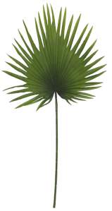 Лист пальмы Левинстона тропикана гигант 90см