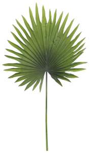 Лист пальмы Вашингтония тропик 57см