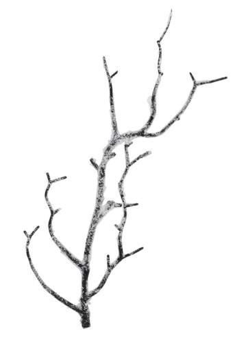 Ветка коряжки со снегом 172.77