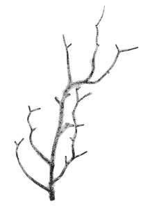 Ветка коряжки со снегом 172.77