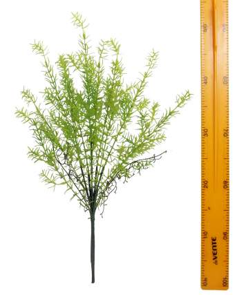 Аспарагус древовидный Шатавари 55см DGQX17