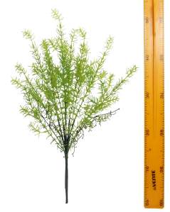 Аспарагус древовидный Шатавари 55см DGQX17