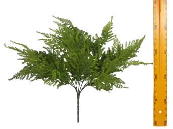 Куст аспарагуса BB01