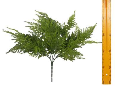 Куст аспарагуса BB01