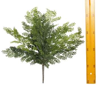 Куст акации мелколистной 18в 50см HZQY14