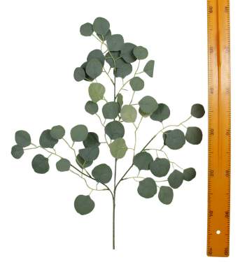 Ветка эвкалипта HNXY03