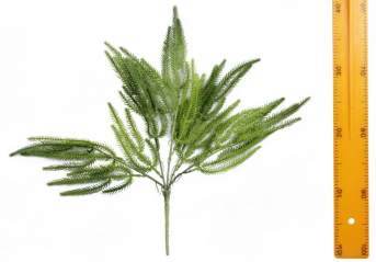 Ветка зелени 45см 5вет 40шт Y197