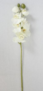 Орхидея SAN340