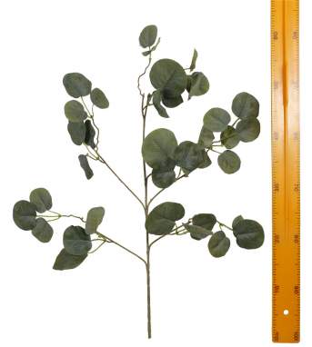 Ветка эвкалипта 22860