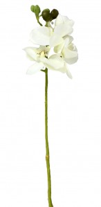 Орхидея SUN393