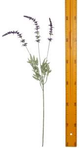 Лаванда KL2899