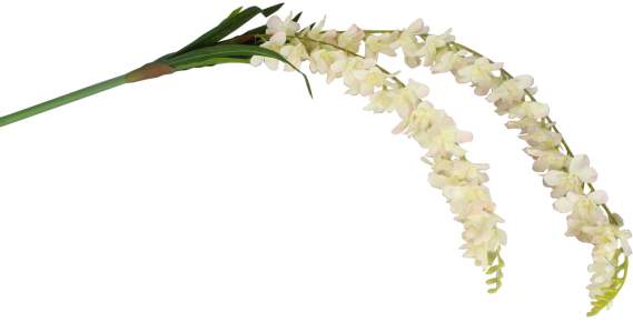 Орхидея свисющая KWL892CAN08023
