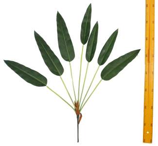 Куст стрелиции 7л 90см