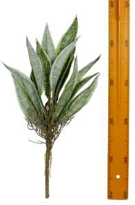 Куст тещин язык с корнем YX337