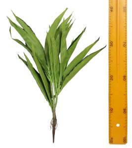 Куст тещин язык скорнем GT06