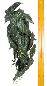 Куст зелени ампельный силикон 70см